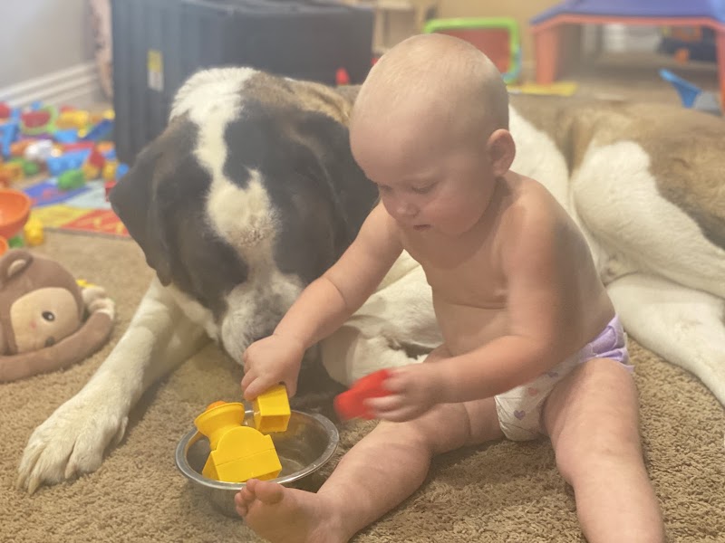 Photo of Mr. Rogers Dog Boarding and Day Care