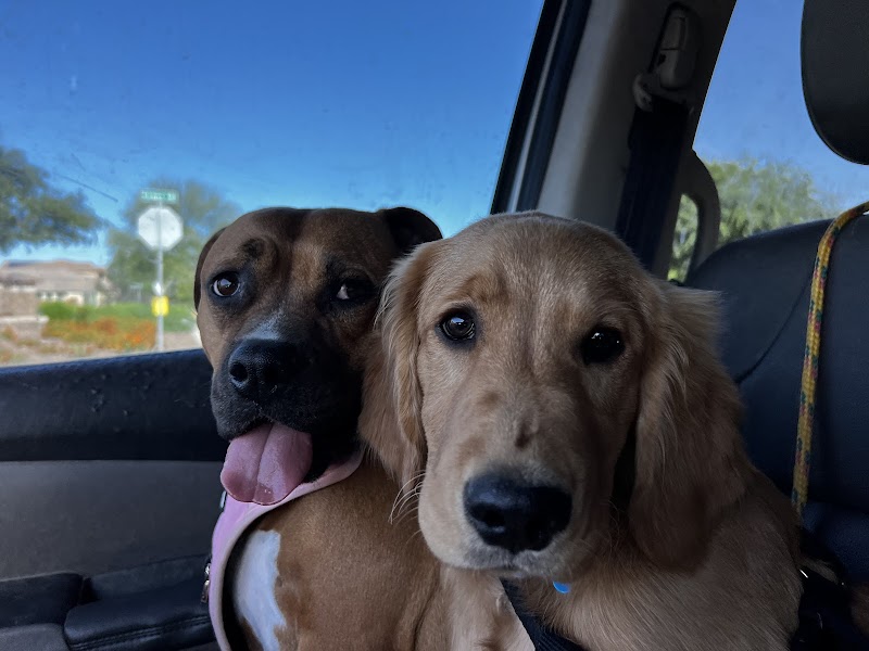 Mr. Rogers Dog Boarding and Day Care photo 2