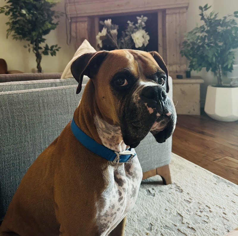Mr. Rogers Dog Boarding and Day Care photo 3