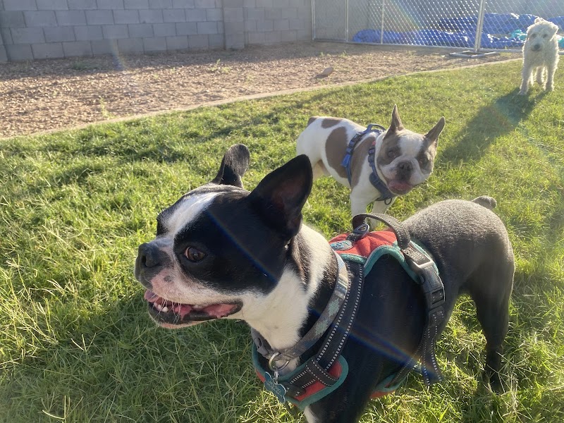 Mr. Rogers Dog Boarding and Day Care photo 4