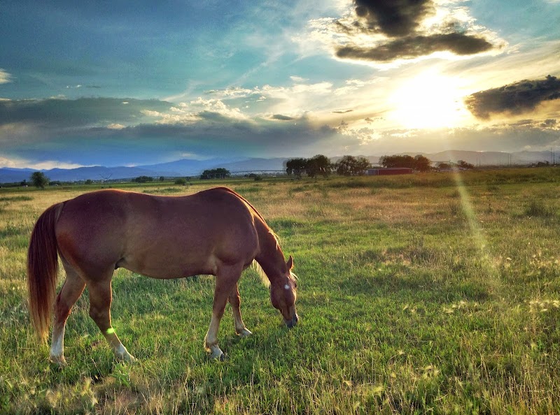 Mountain View Ranch and Stables photo 2