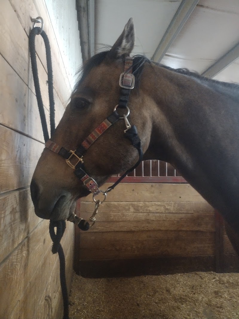 Mountain View Ranch and Stables photo 3