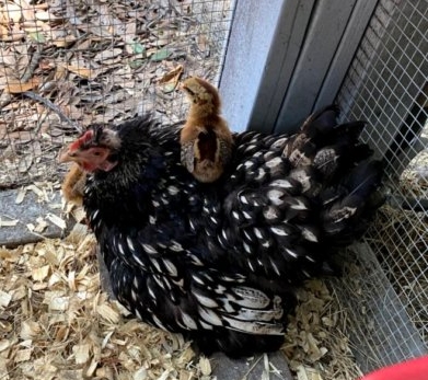 Bud's Yard Eggs photo 3