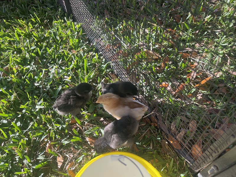 Bud's Yard Eggs photo 2