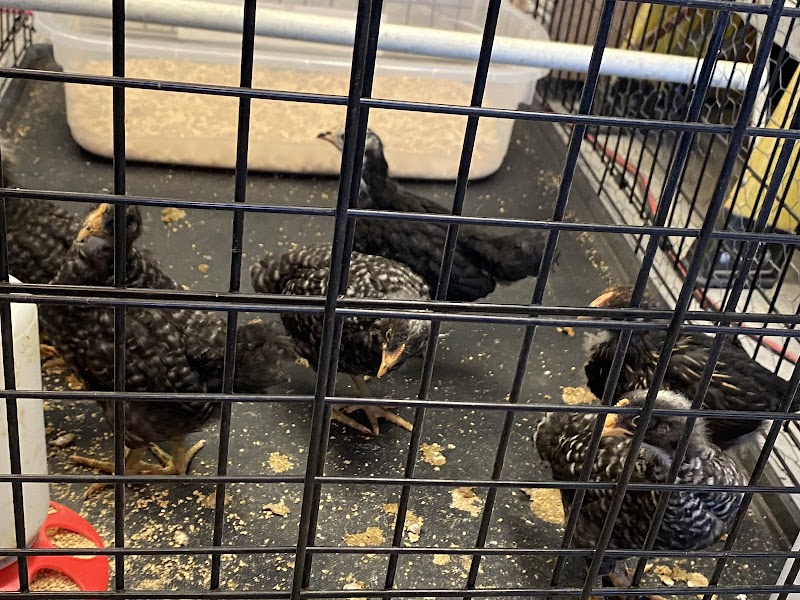 Bud's Yard Eggs photo 4