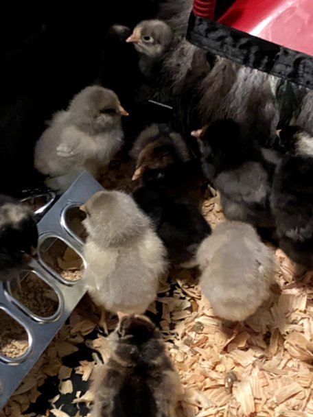 Bud's Yard Eggs photo 5