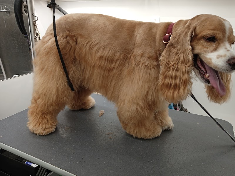 The Dog Lady Mobile Pet Salon LLC photo 3