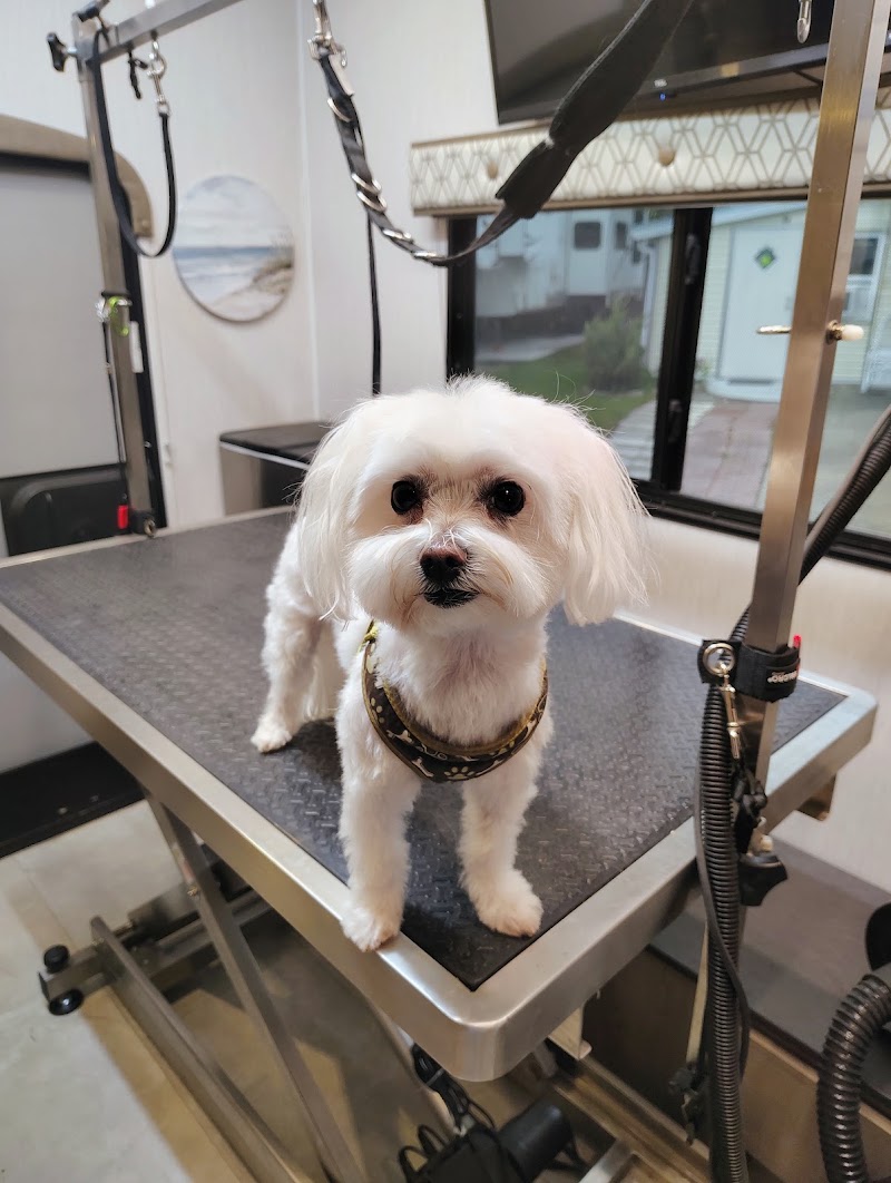 The Dog Lady Mobile Pet Salon LLC photo 2