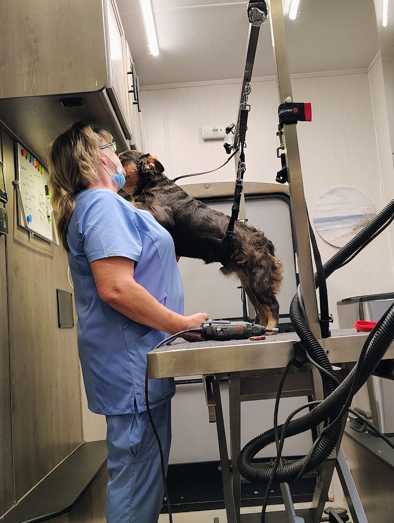 The Dog Lady Mobile Pet Salon LLC photo 4