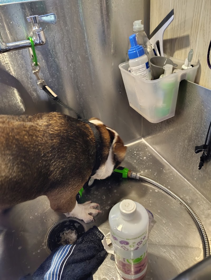 The Dog Lady Mobile Pet Salon LLC photo 5
