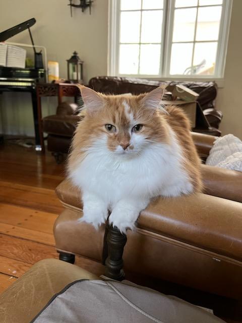 Alone at Home Pet Services, Inc photo 4