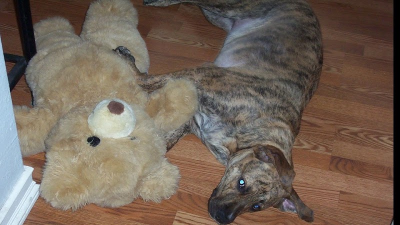 Photo of Alone at Home Pet Services, Inc
