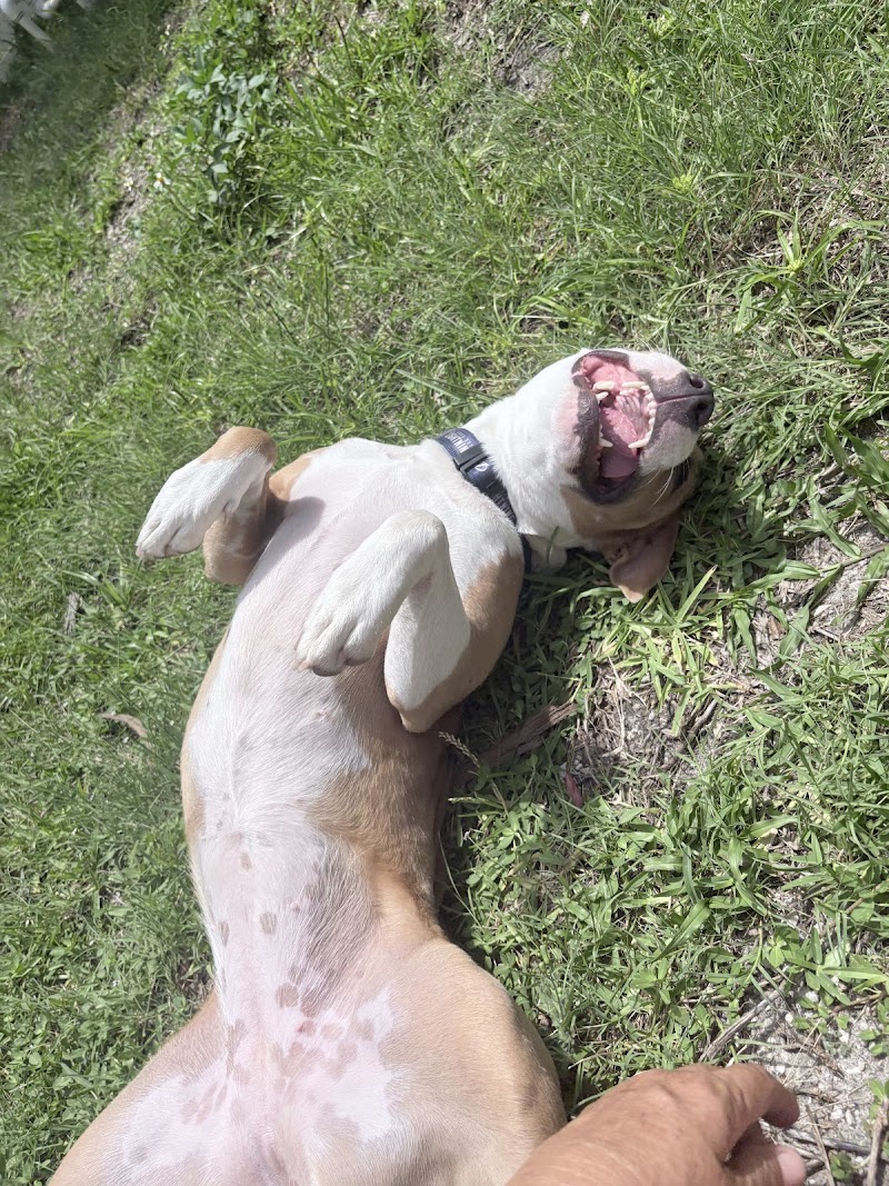 Alone at Home Pet Services, Inc photo 5