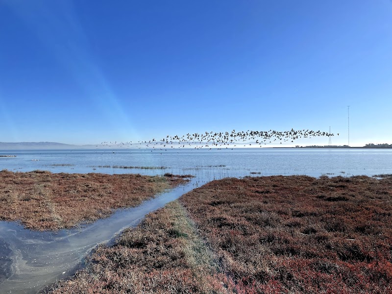 Belmont Slough Beach photo 2