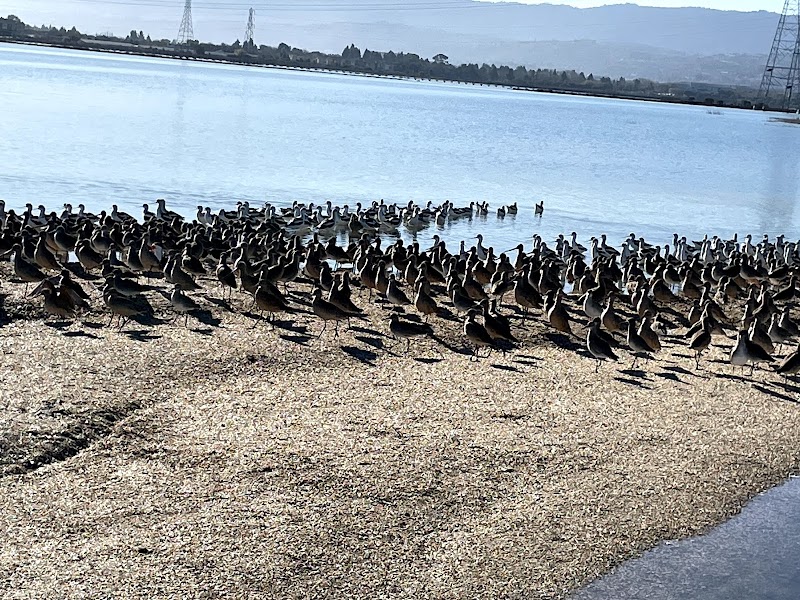 Belmont Slough Beach photo 4