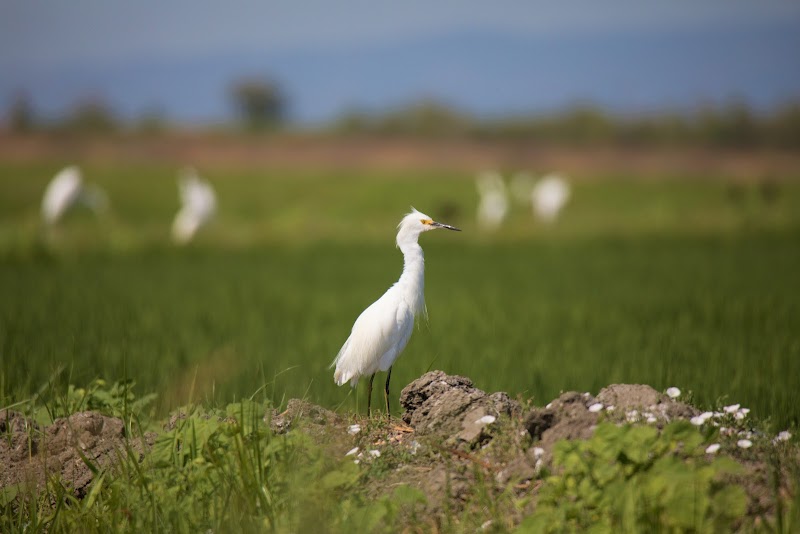 Yolo Bypass Wildlife Area photo 2