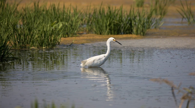 Yolo Bypass Wildlife Area photo 5