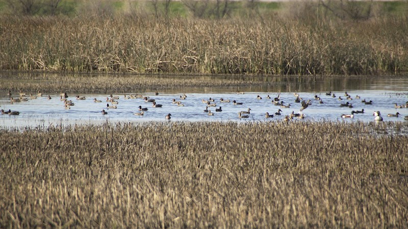 Photo of Yolo Bypass Wildlife Area