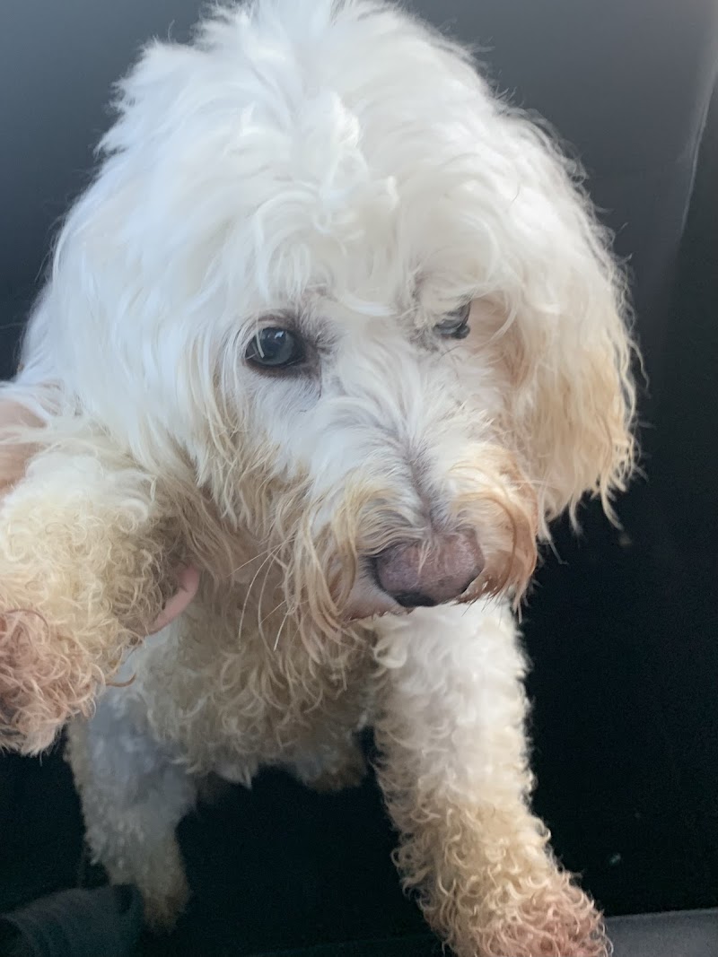 Pat the Dog Pet Resort photo 2