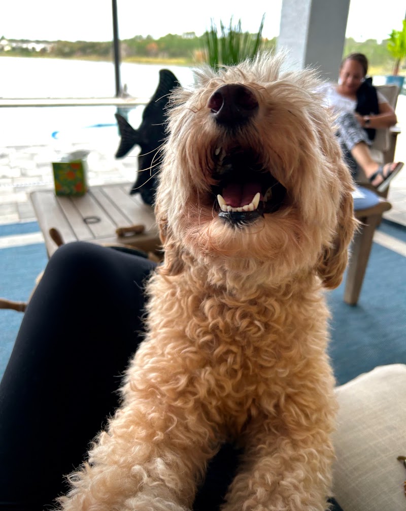 Pat the Dog Pet Resort photo 3