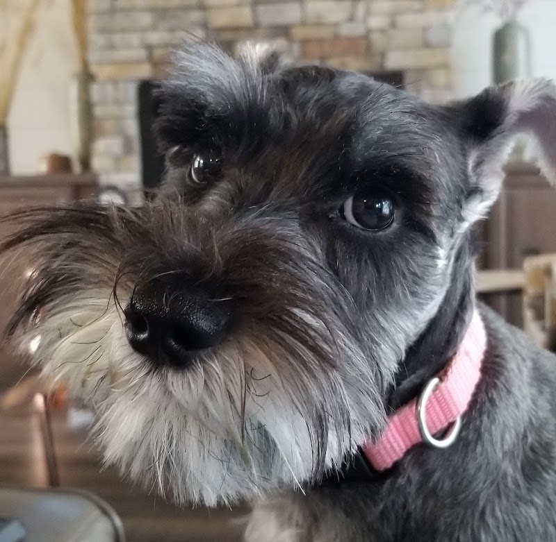 Pat the Dog Pet Resort photo 5