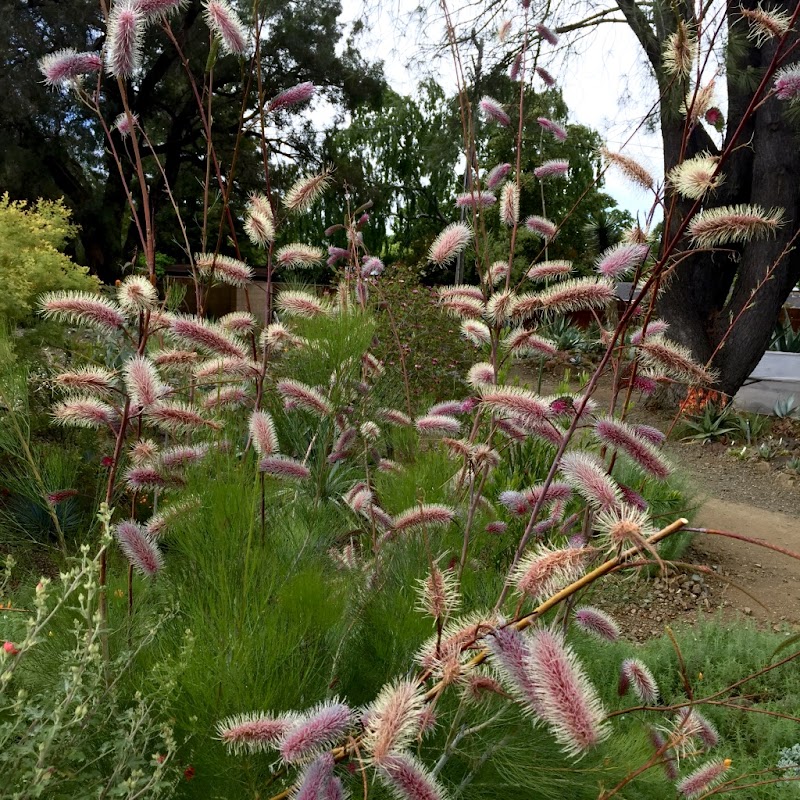 Waltzing Matilija Nursery photo 2
