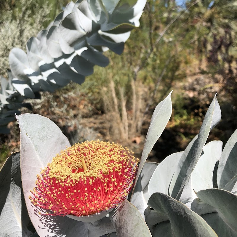 Photo of Waltzing Matilija Nursery