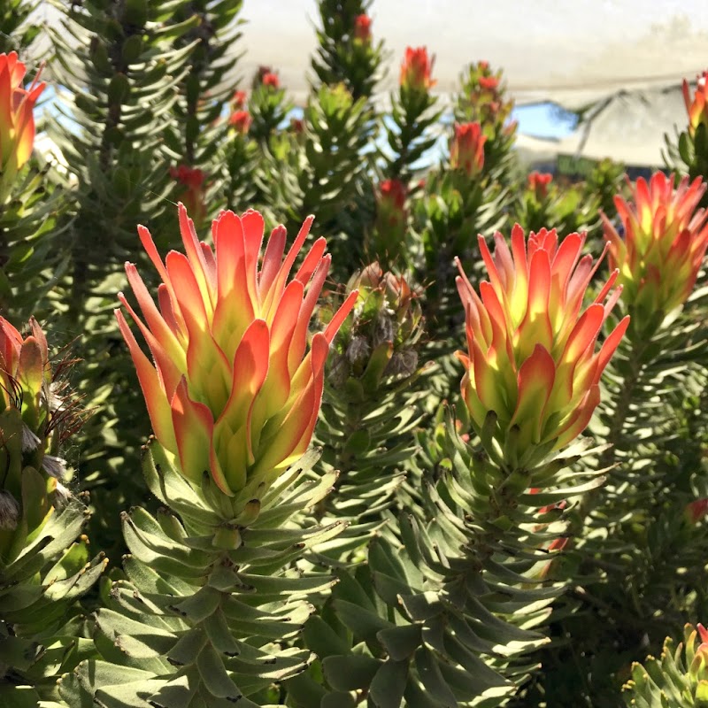 Waltzing Matilija Nursery photo 4