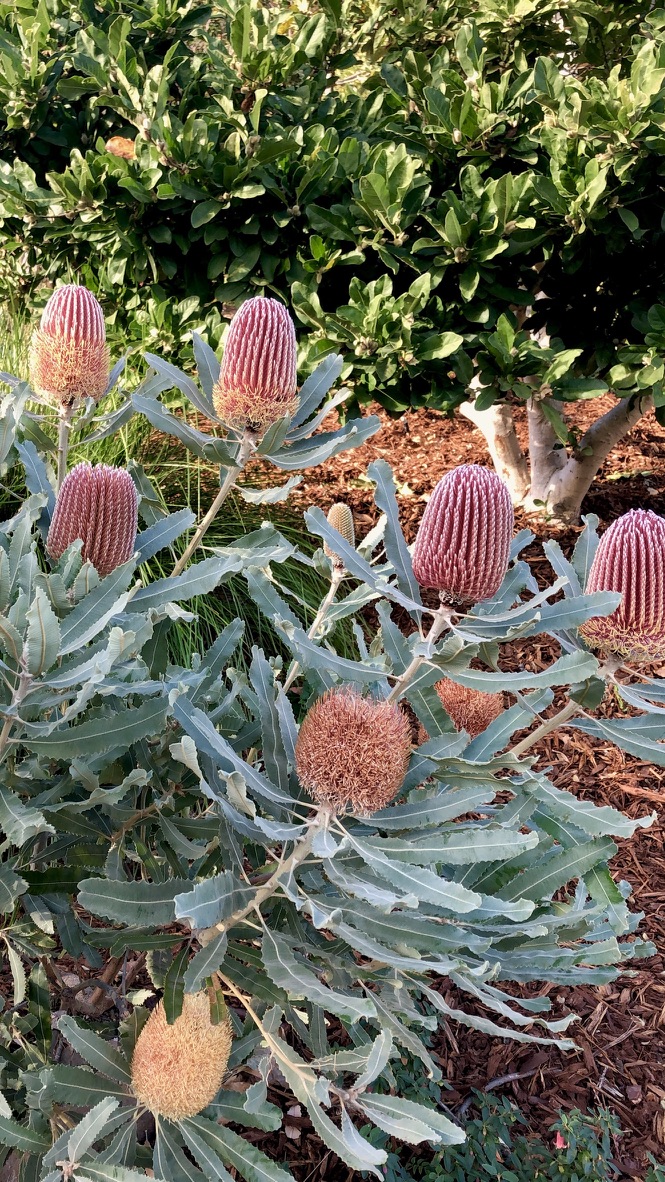 Waltzing Matilija Nursery photo 3