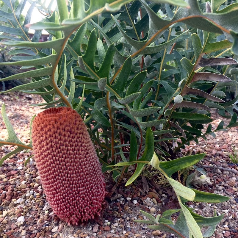 Waltzing Matilija Nursery photo 5