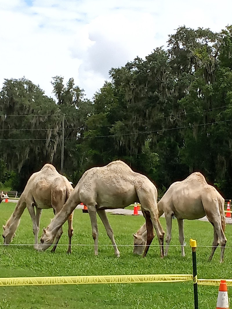 Greater Hillsborough County Fair photo 3