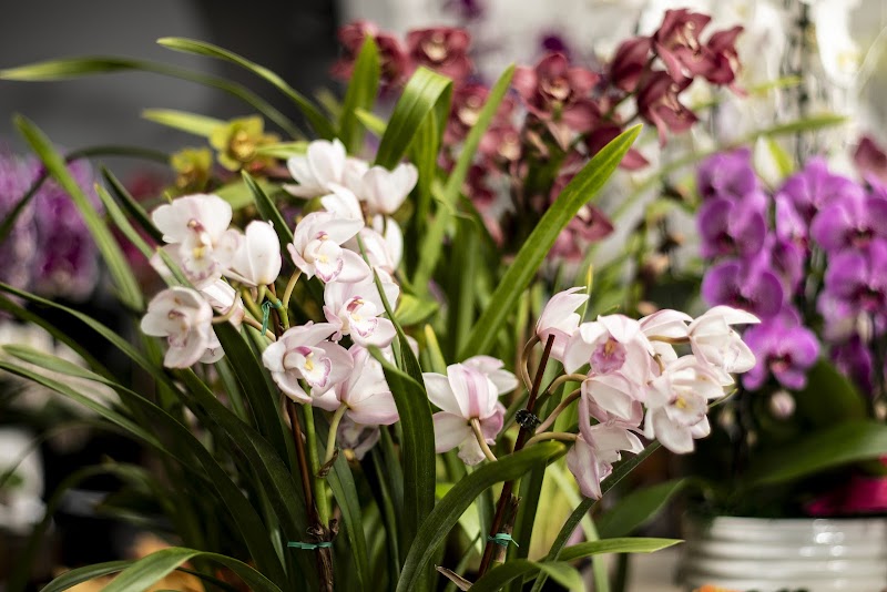 Eric Orchids photo 4