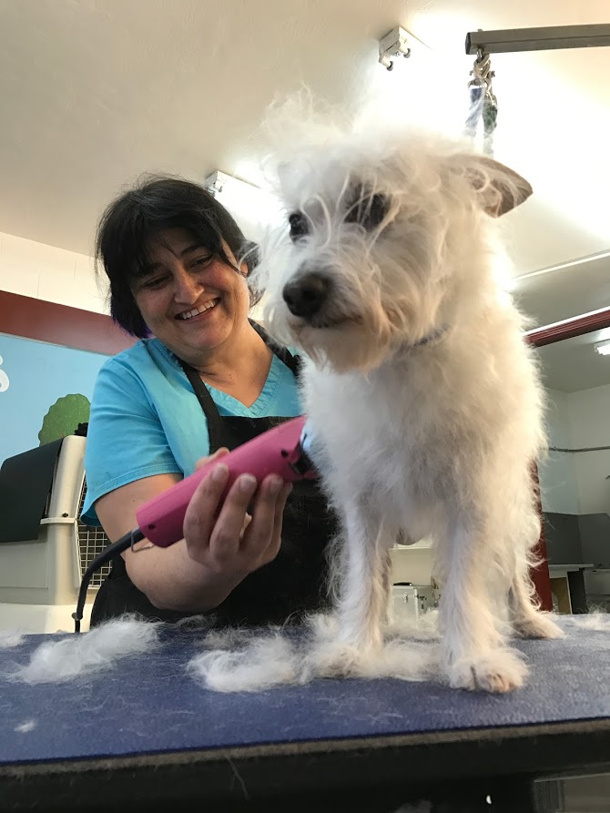 Cynthia's Dog Grooming photo 5
