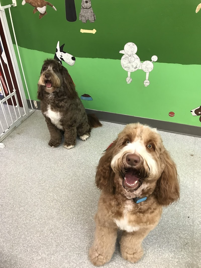 Photo of Cynthia's Dog Grooming