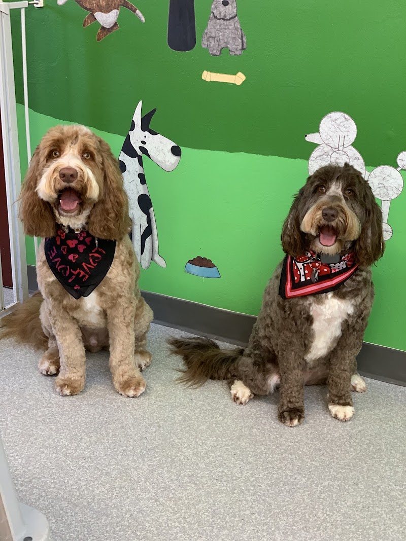 Cynthia's Dog Grooming photo 2