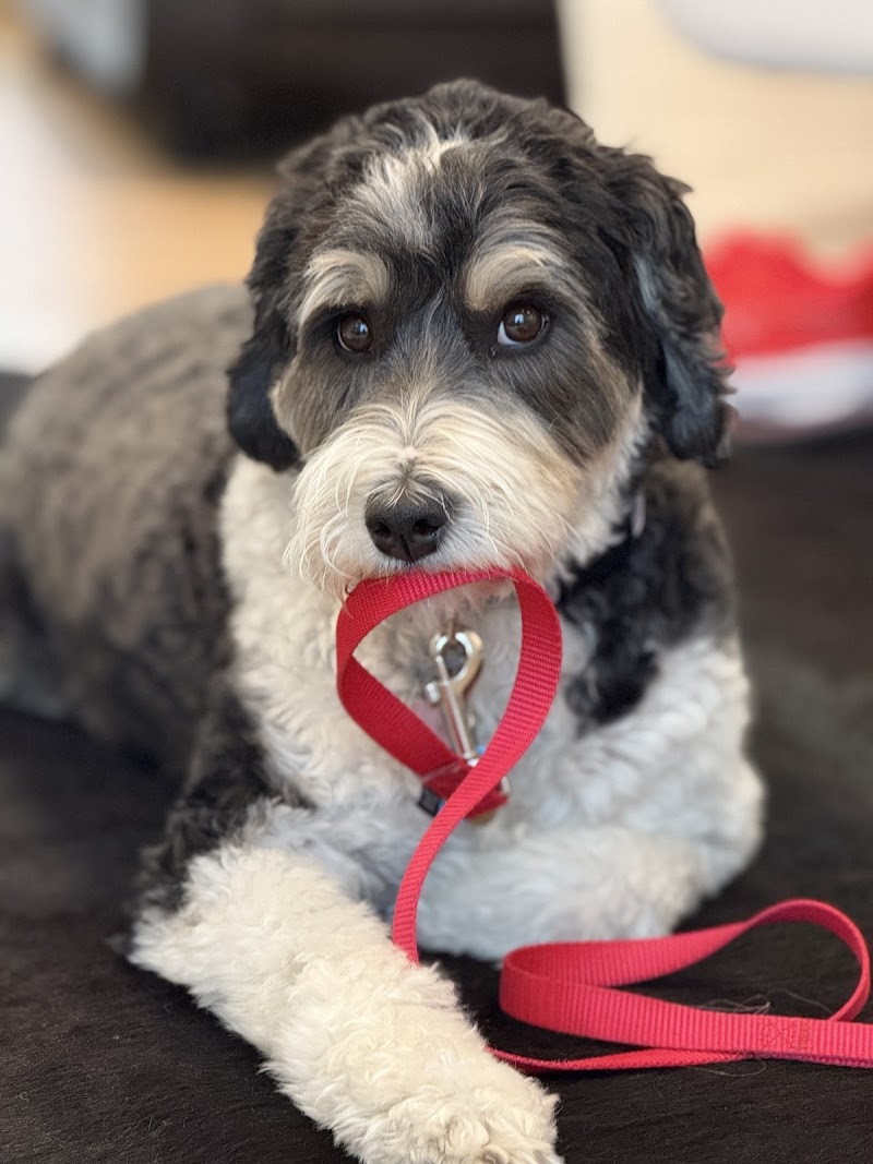 Photo of Sonoma Dog Training