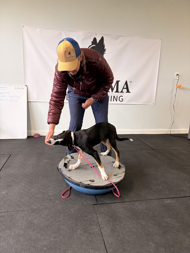 Sonoma Dog Training photo 3