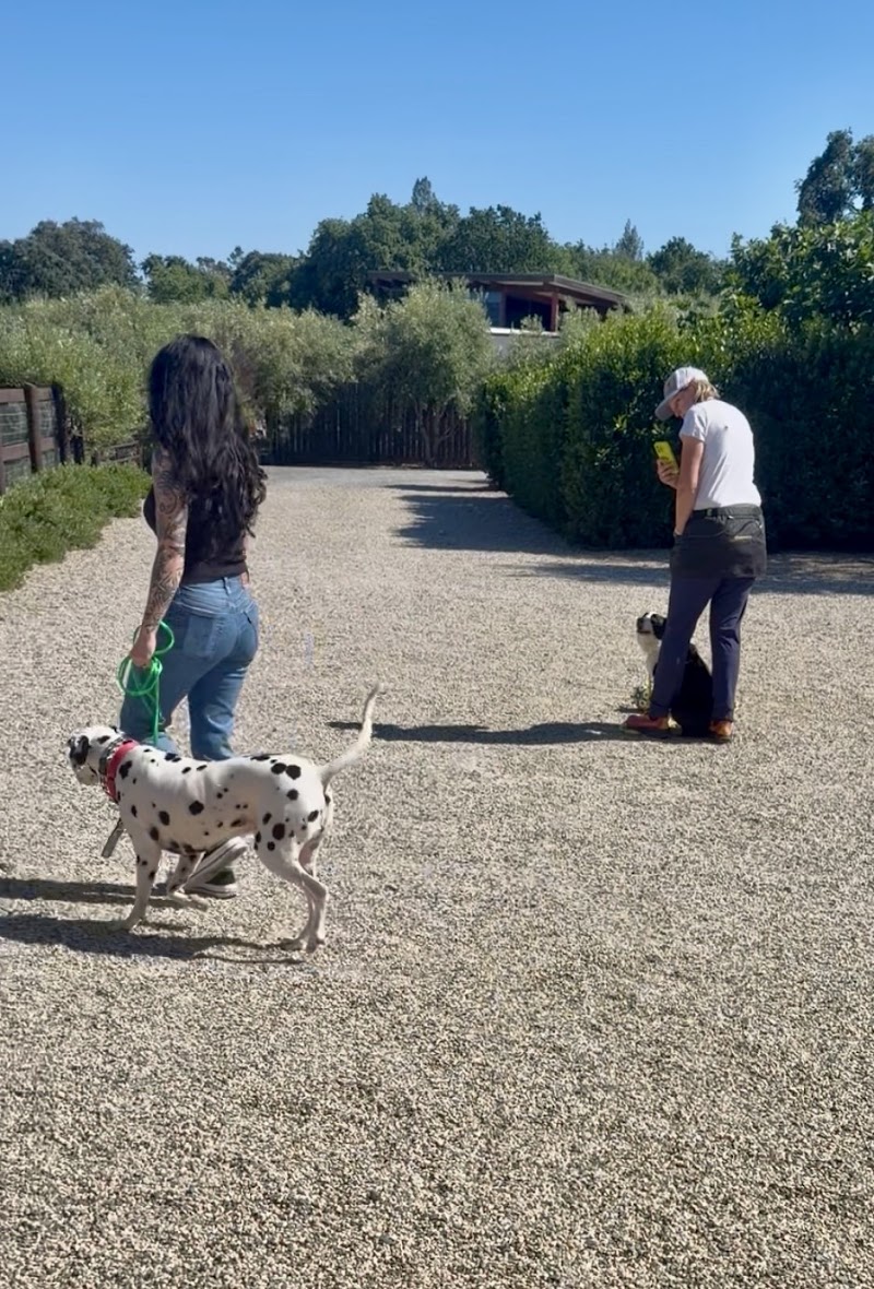 Sonoma Dog Training photo 5