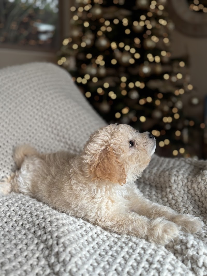 Photo of Bay Area Puppies