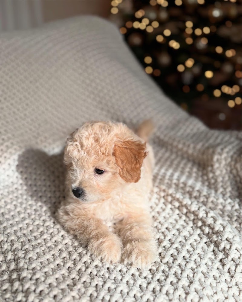 Bay Area Puppies photo 4