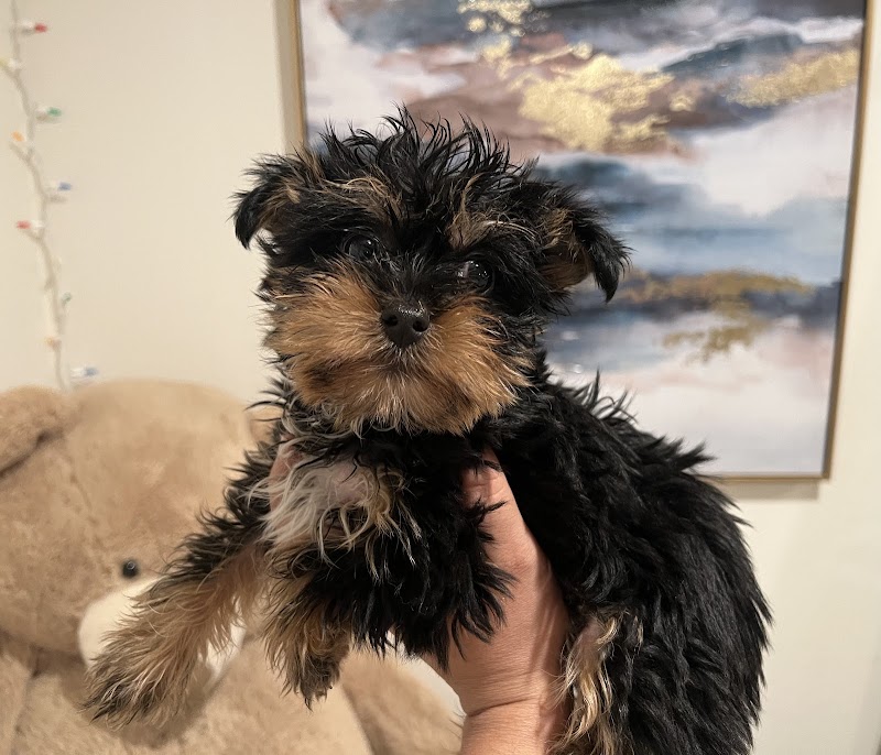 Bay Area Puppies photo 5