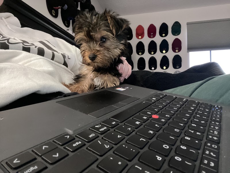Bay Area Puppies photo 2