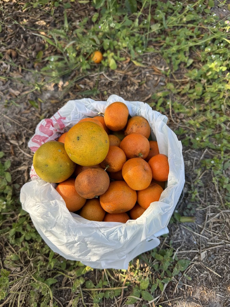 Florida Sweeties photo 2