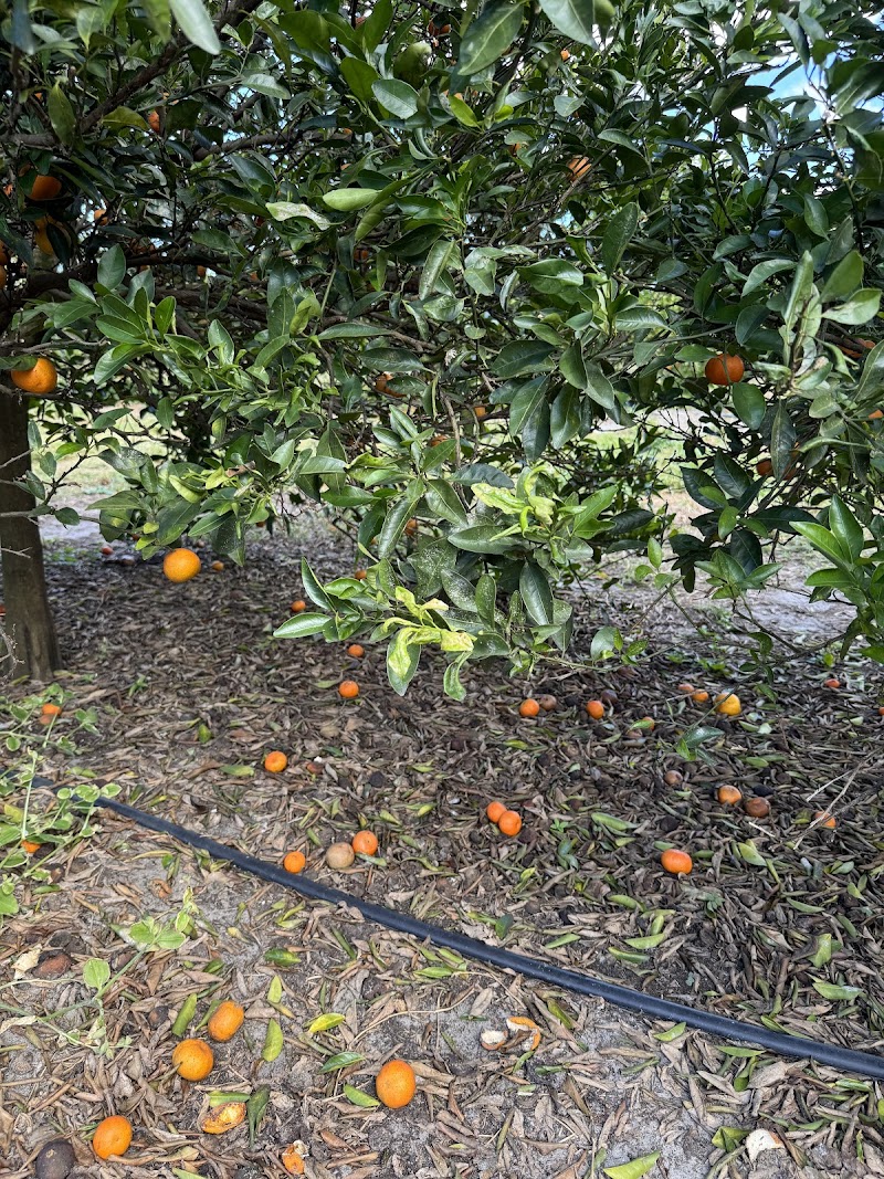 Photo of Florida Sweeties