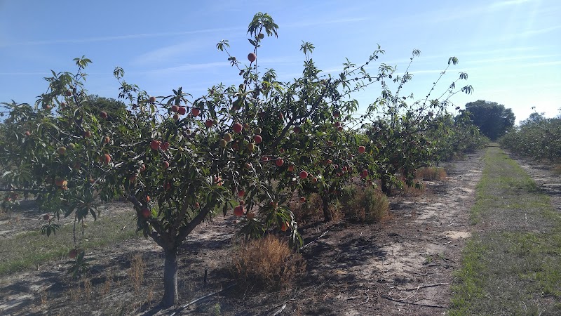Florida Sweeties photo 3
