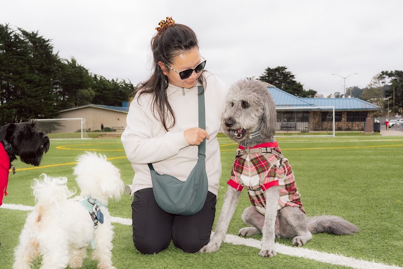 Gellert Park Dogs Association photo 3