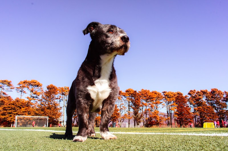 Photo of Gellert Park Dogs Association