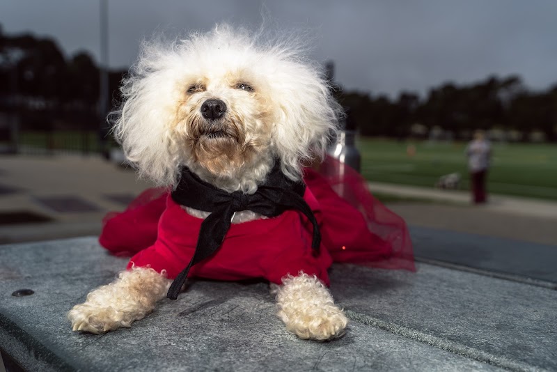 Gellert Park Dogs Association photo 2