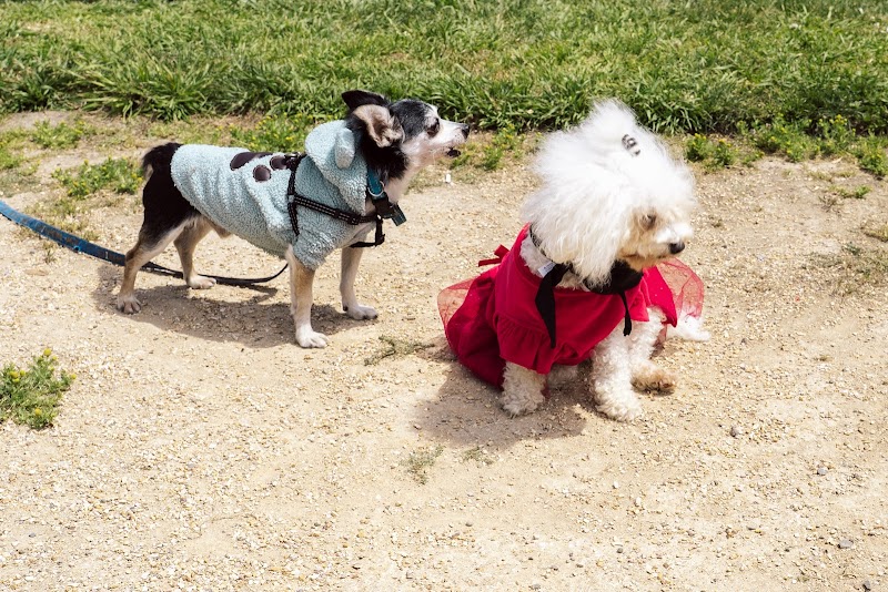 Gellert Park Dogs Association photo 4