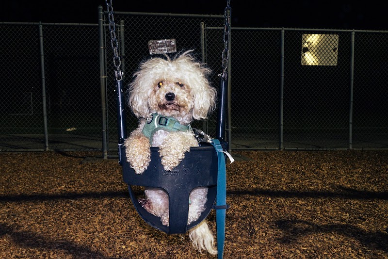 Gellert Park Dogs Association photo 5